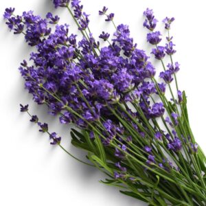 Lavander